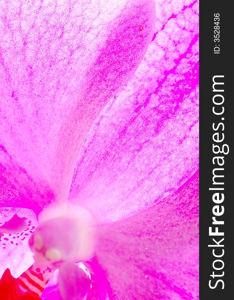 Close-up of orchid flower