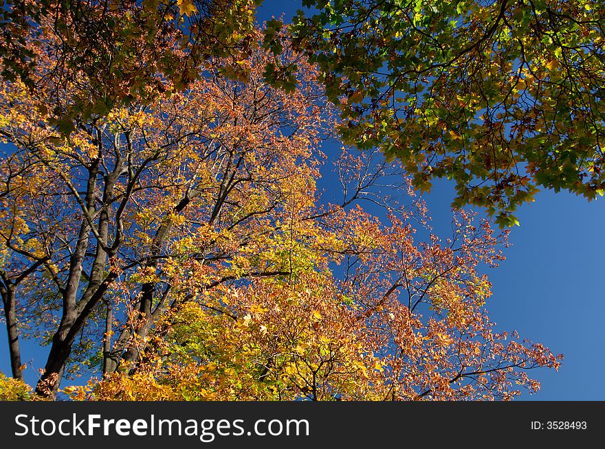 Colored autumn foliage with dark blue sky