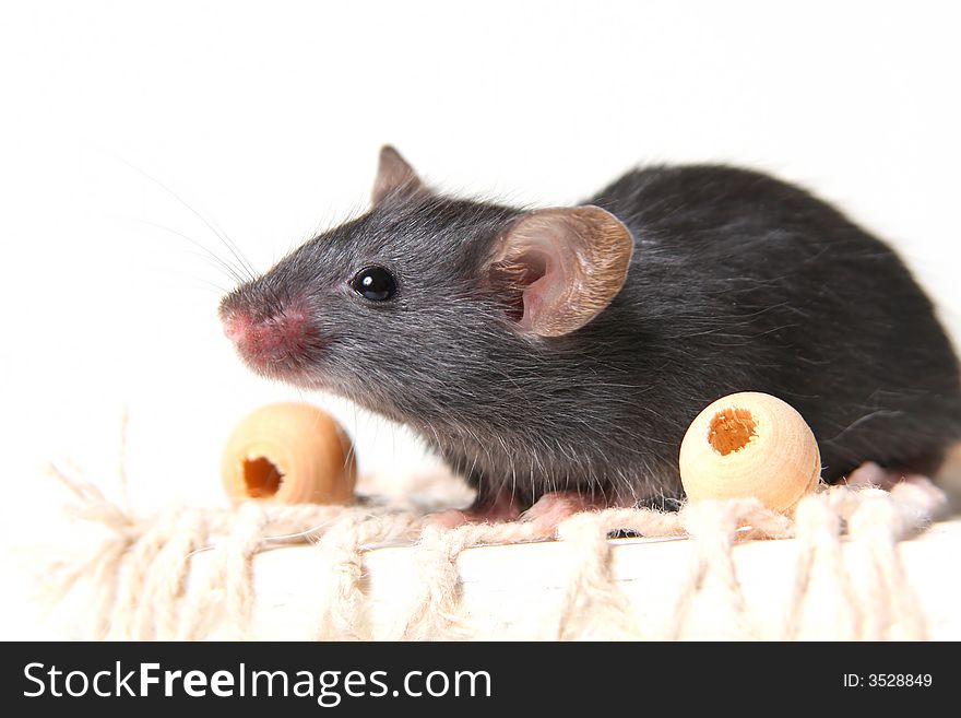 Small black mousy on a white background. Small black mousy on a white background