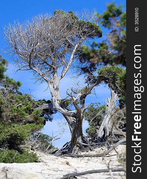 200 hunderd years old  Sabina tree on Ses Salinas beach,Ibiza under a blue sky. Bright colors sharp at the tree. 200 hunderd years old  Sabina tree on Ses Salinas beach,Ibiza under a blue sky. Bright colors sharp at the tree.