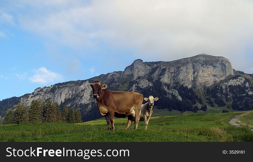 Two Cows in Swiss Alps