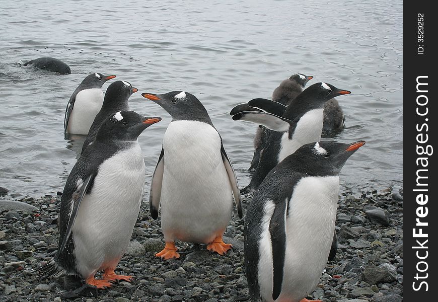 Gentoo penguins on the shores, Port Lockroy, Antarctica