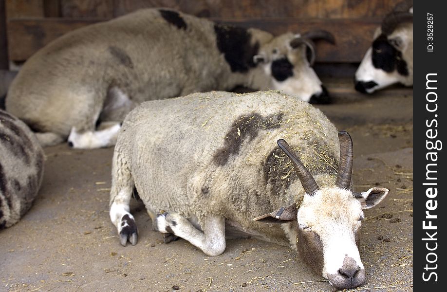 Aoudad sheep laying down on ground sleeping