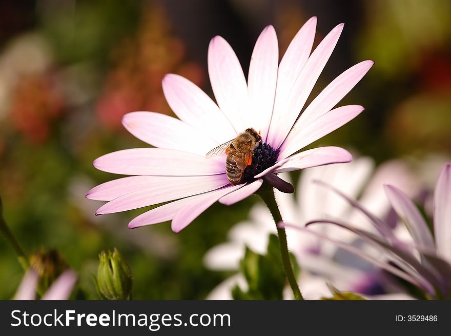 Spring concept with a beautiful shot from a bee in  flower