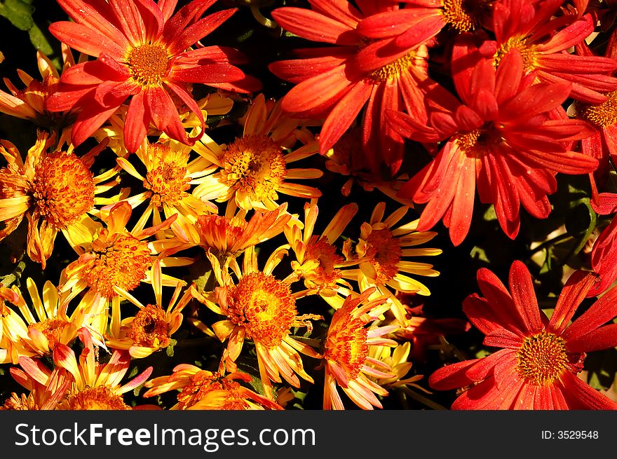 Spring flowers  in a flower shop