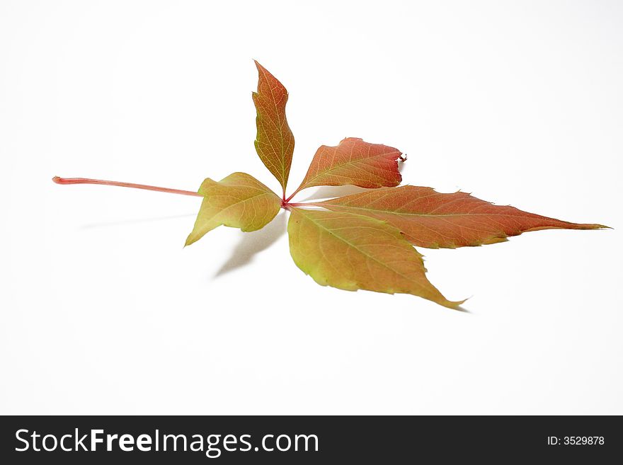 Autumnal leaf on the neutral background