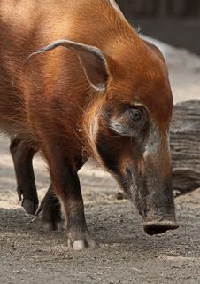 Pig Royalty Free Stock Photos
