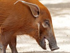 Pig Royalty Free Stock Images