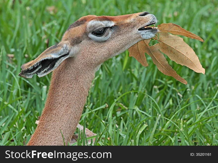 Female Gerenuk Close Up Profile Eating Leaf