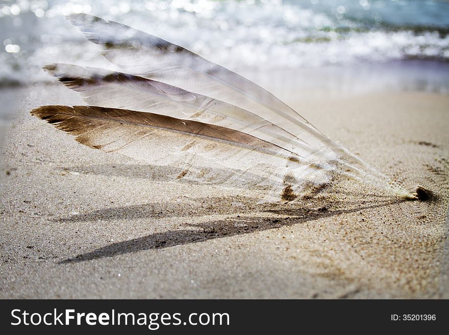 Three feathers in the beach, daylight shot, natural light. Three feathers in the beach, daylight shot, natural light.