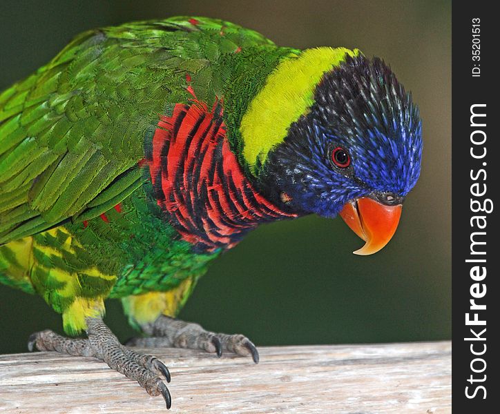 Colorful Rainbow Colored Bird Perched On A Branch. Colorful Rainbow Colored Bird Perched On A Branch