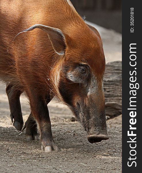 Red River Hog Close Up Face Profile. Red River Hog Close Up Face Profile