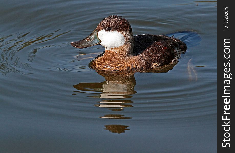 Small Ruddy Duck In Blue Pond