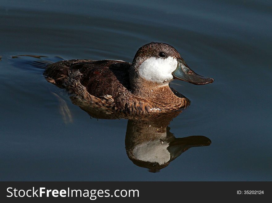 Small Ruddy Duck In Blue Pond