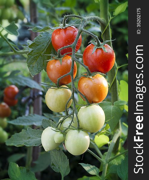 Tomatoes growing and ripening on tomato plant. Tomatoes growing and ripening on tomato plant