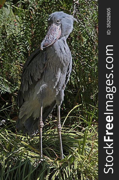 Close Up Profile Portrait Of Unusual African Swamp Bird. Close Up Profile Portrait Of Unusual African Swamp Bird