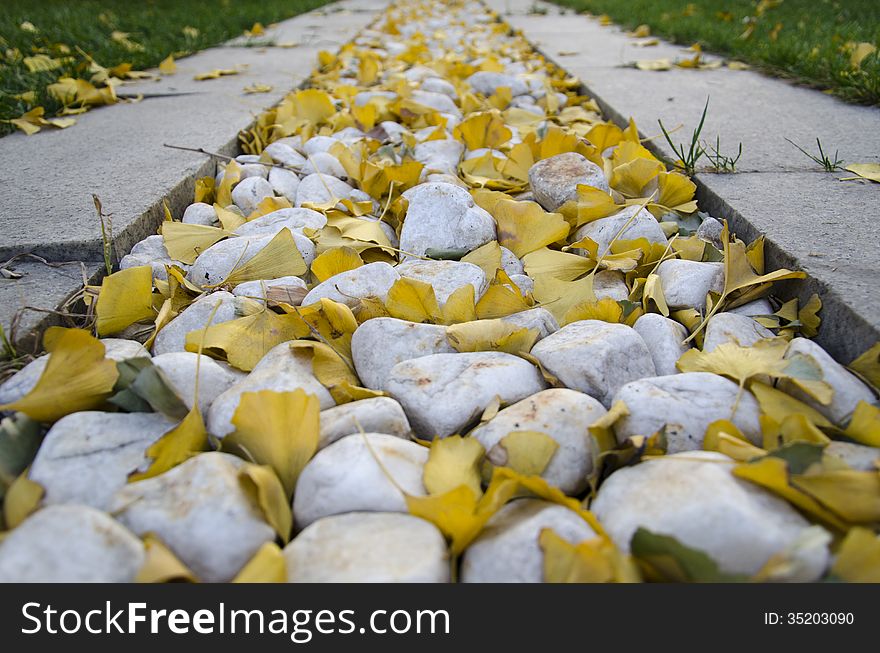 Stone road with falling leaves and white stones.