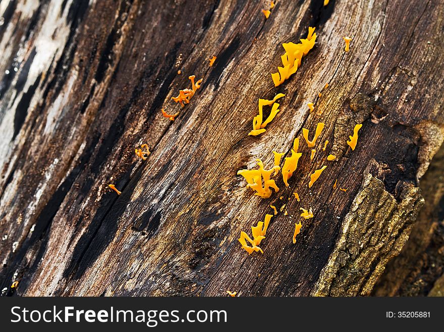 Yellow jelly mushroom growing on wood