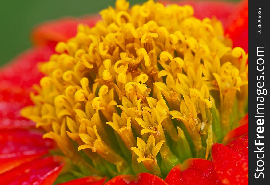 Macro of yellow Mexican sunflower (Tithonia rotundifolia Gray). Macro of yellow Mexican sunflower (Tithonia rotundifolia Gray)