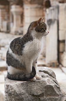 Cat In Ephesus Stock Photo