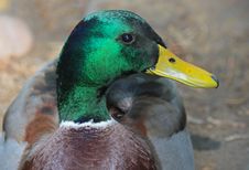 Sitting Duck Royalty Free Stock Photo