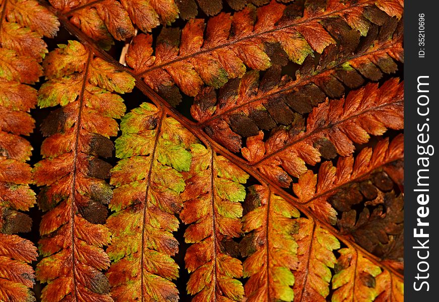 Background autumn fern leaves dried up brown and yellow. Background autumn fern leaves dried up brown and yellow