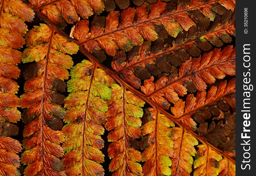 Dried Up Fern