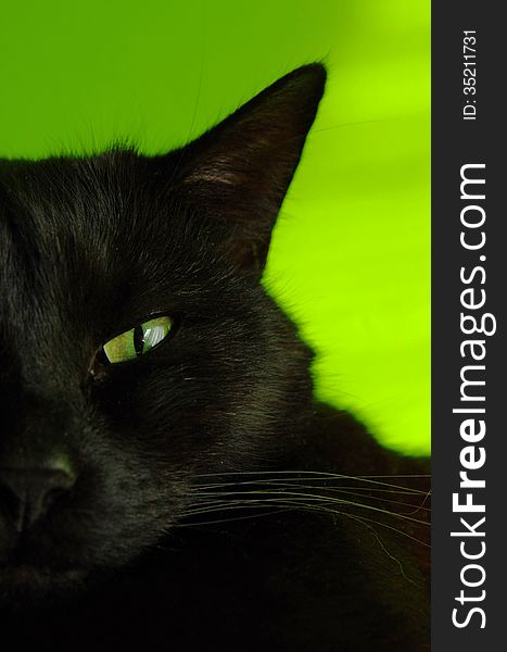 Portrait of black cat on green background. Portrait of black cat on green background