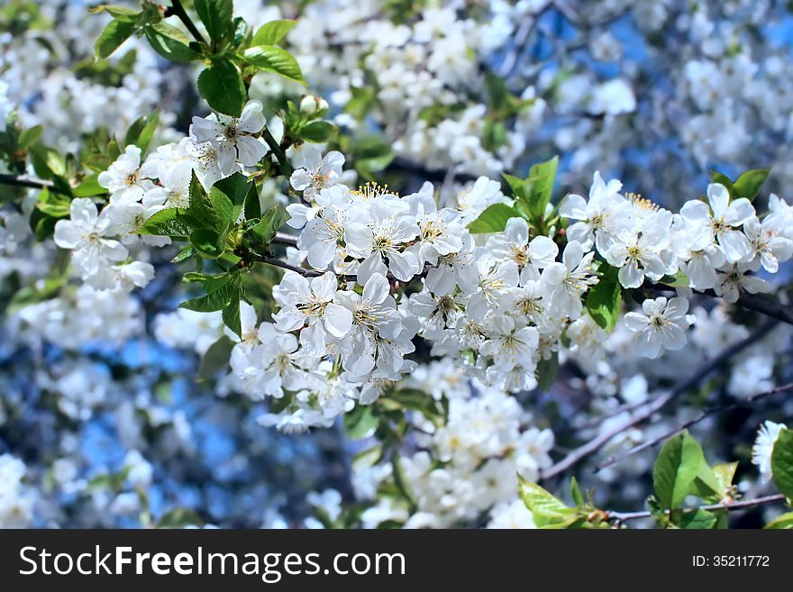 Flowers of the apple blossoms on a spring day. Flowers of the apple blossoms on a spring day