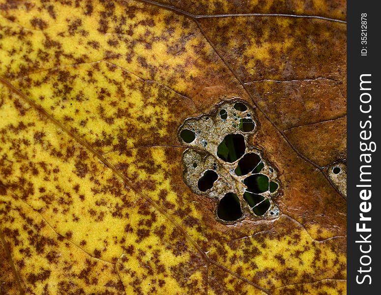 Yellowish brown dying tree leaf