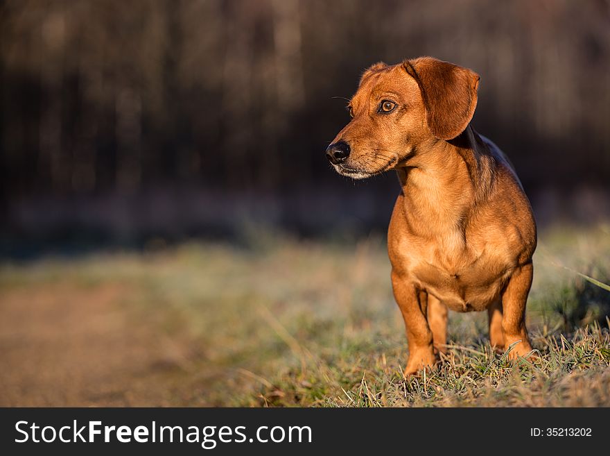 Smooth Dachshund is a small dog