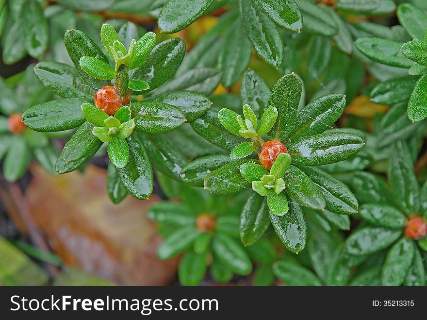 Close up of azalea green leaves. Close up of azalea green leaves