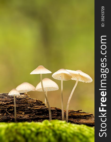 Beautiful forest mushrooms in a forest litter