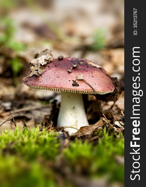 Red mushroom russula in the forest