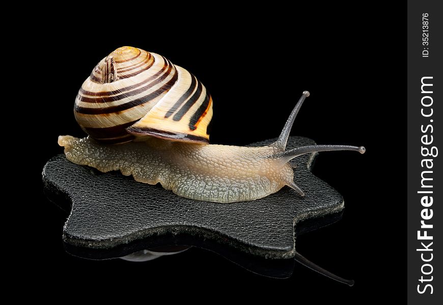 The snail creeping on a leather rag on a black background. The snail creeping on a leather rag on a black background