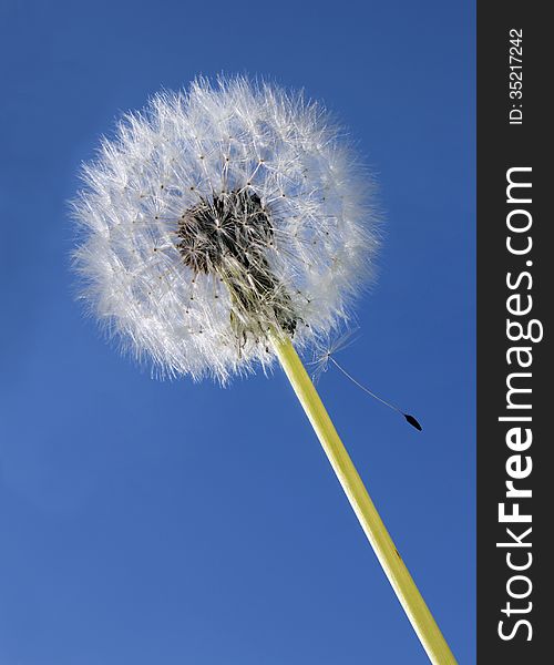 Beautiful fluffy dandelion against deep blue summer sky.