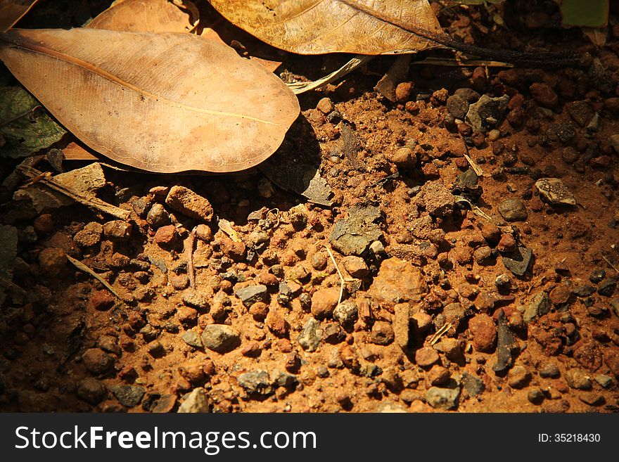 Dry leaves and dirt stone. Dry leaves and dirt stone