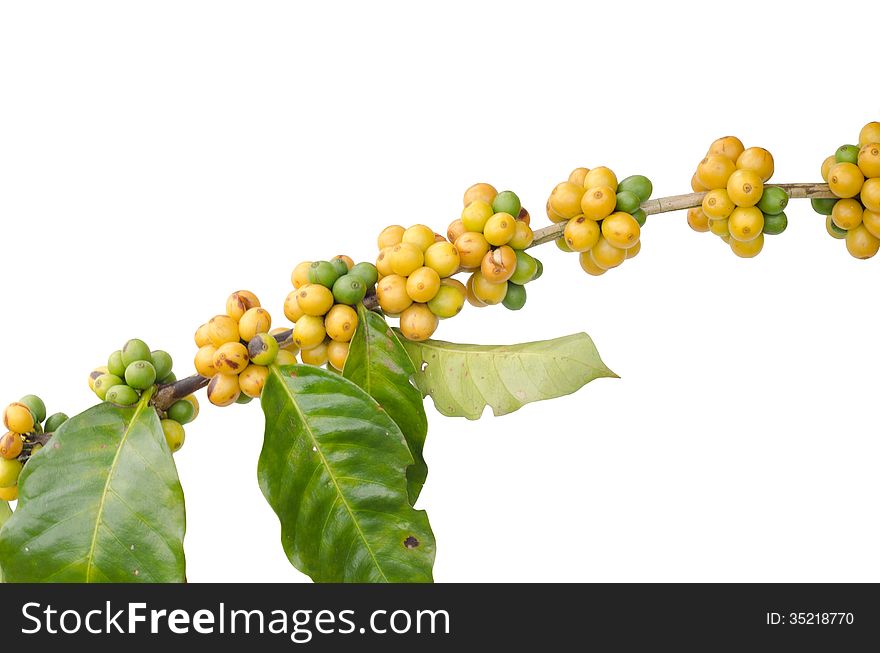 Coffee beans on trees isolated on white background