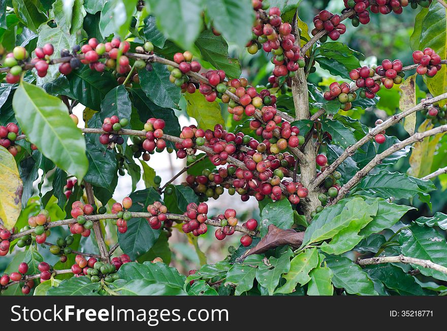 Coffee beans ripe on trees