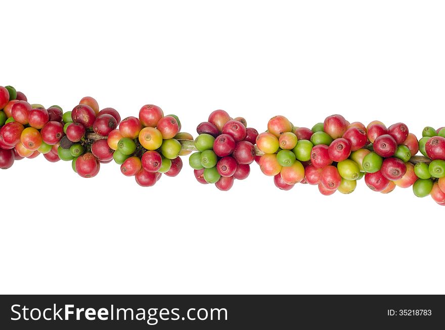 Coffee beans on trees isolated on white background