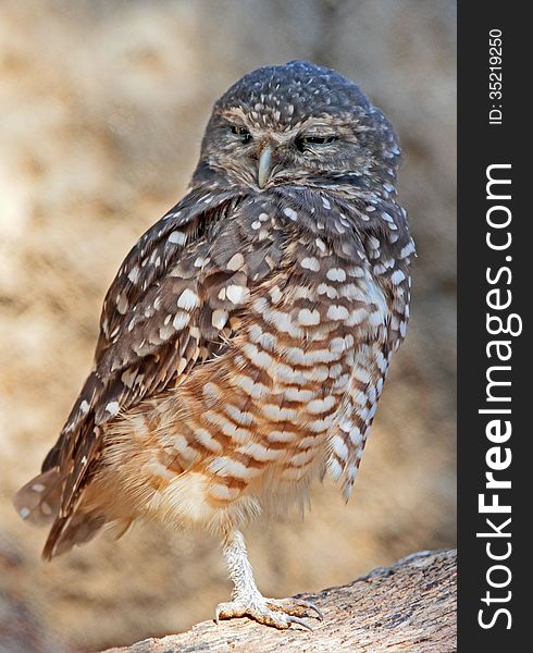 Small Burrowing Owl Perched On One Leg