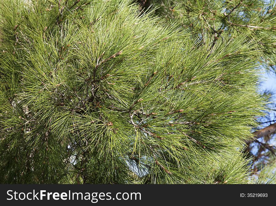 Close-up of green conifer branches in summer. Close-up of green conifer branches in summer