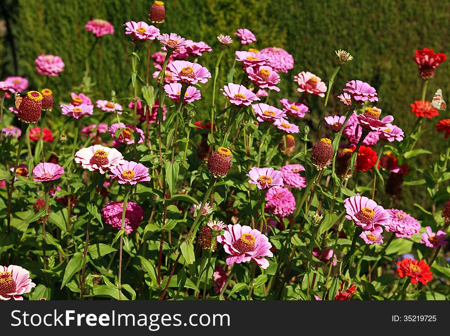 Few pink and red flowers among green grass. Few pink and red flowers among green grass