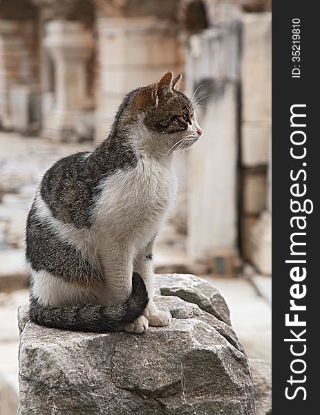 Cat on a ruin of an ancient greek town Ephesus. Cat on a ruin of an ancient greek town Ephesus