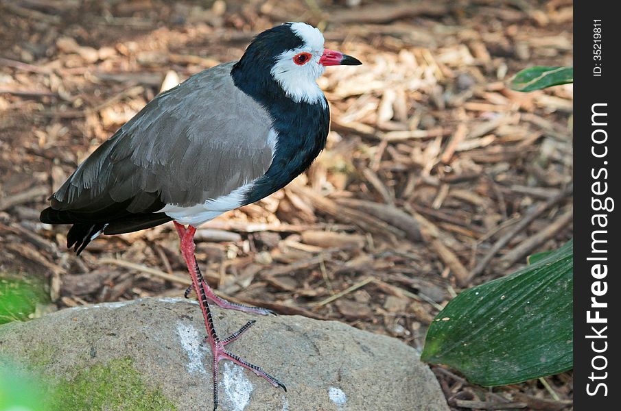 African Long Towed Lapwing Bird Standing On Rock. African Long Towed Lapwing Bird Standing On Rock