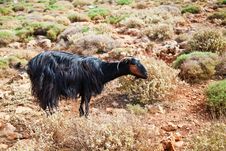 Wild Mountain Goat Stock Images Wild Mountain Goat Stock Images