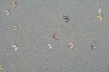 Wet Beach Sand With Seashells Stock Photos
