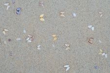 Wet Beach Sand With Seashells Stock Photo