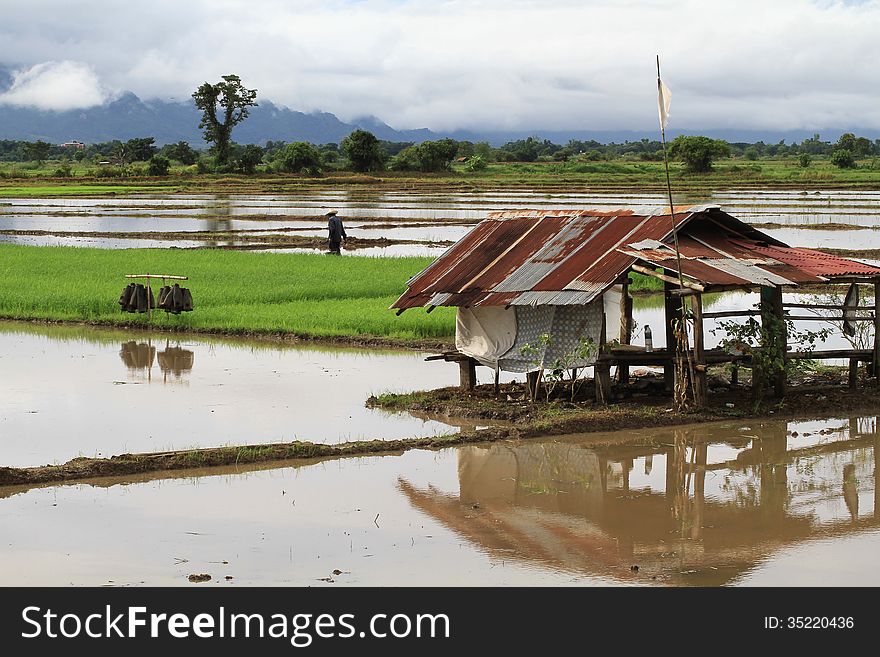 Rice field in rain season with hut and farmer