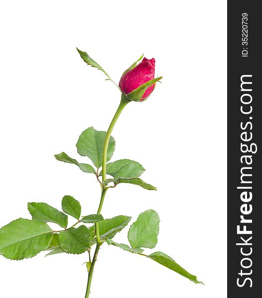 Rose bud isolated on white background